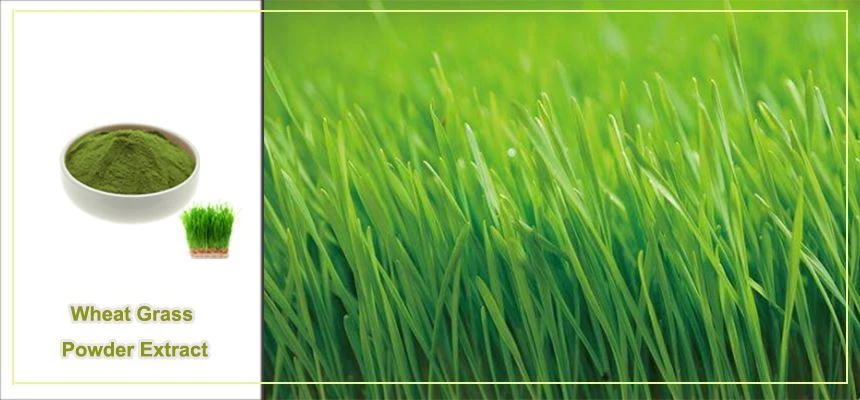 What can wheatgrass powder be used for What can wheatgrass powder be used for